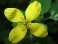 Chelidonium majus